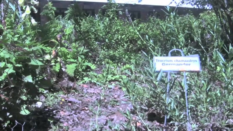 Virtual Tour: Herb Society's Garden