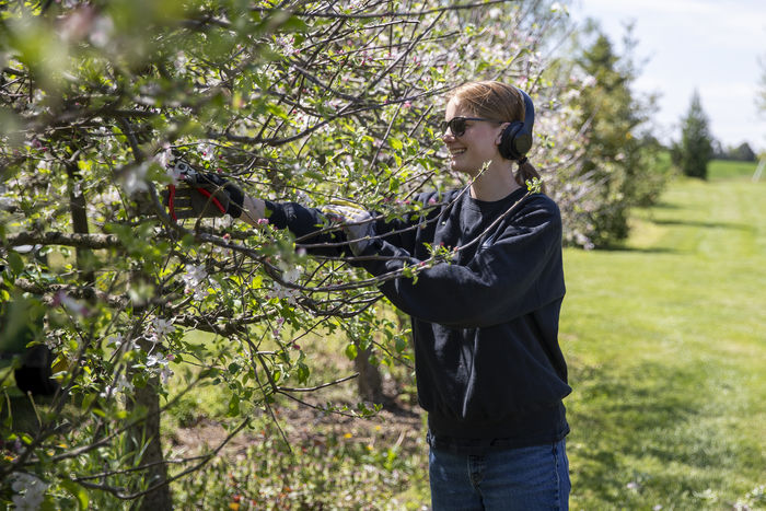 A student wearing headphones and thick gloves uses pruning shears to prune an apple tree