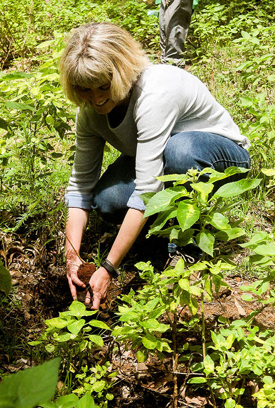 Dr. Janelle Larson planting trees. 
