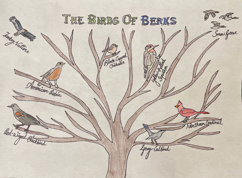 birds-on-tree-drawing-safitaj-sindhar