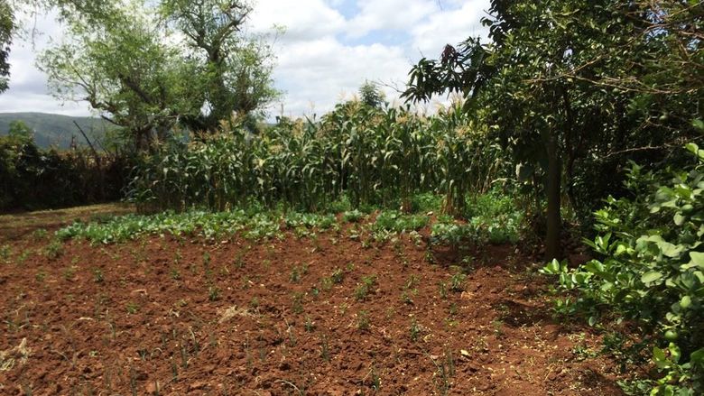 A picture of maize and onions at a small farm in Ethiopia