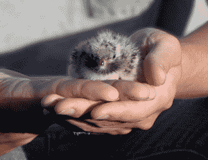 Baby tern held in person's hands