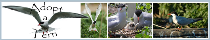 Adopt-a-tern logo and terns